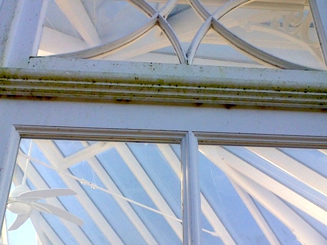 Algae covered detail